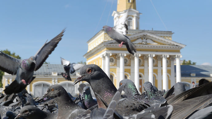Кострома креативная