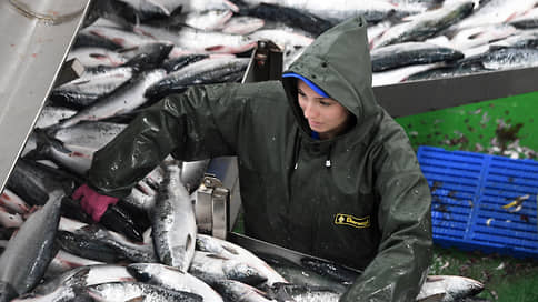 Из минтая вычищают штрафы // С инвесторов в рыбные заводы взыскивают за нарушение договоров