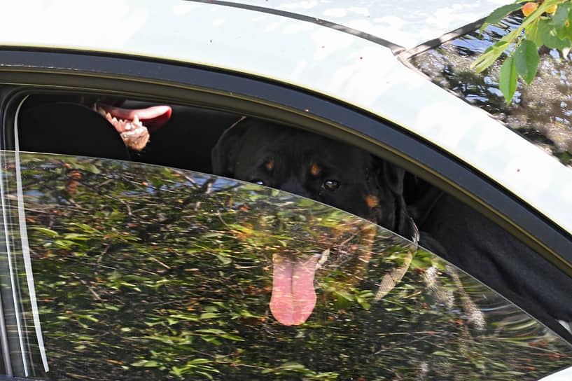 Собаки в окне автомобиля в Новой Таволжанке