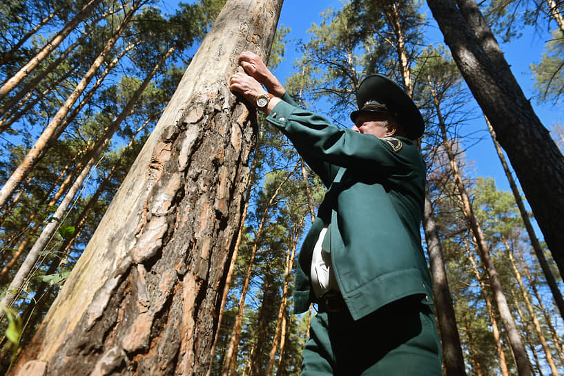 Общественники опасаются, что законопроект приведет к вырубке ценных лесов
