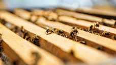 Guerlain отмечают Международный день пчелы