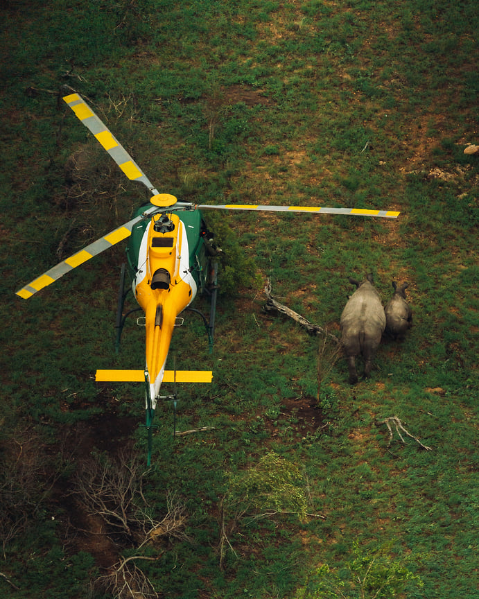 Вертолет SANParks Air Services в Национальном парке Крюгера (ЮАР), отслеживающий диких носорогов 
