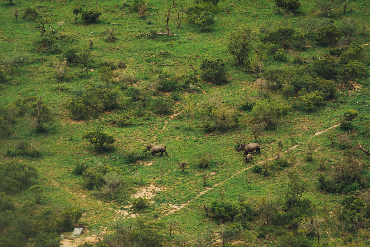 Дикие носороги в Национальном парке Крюгера