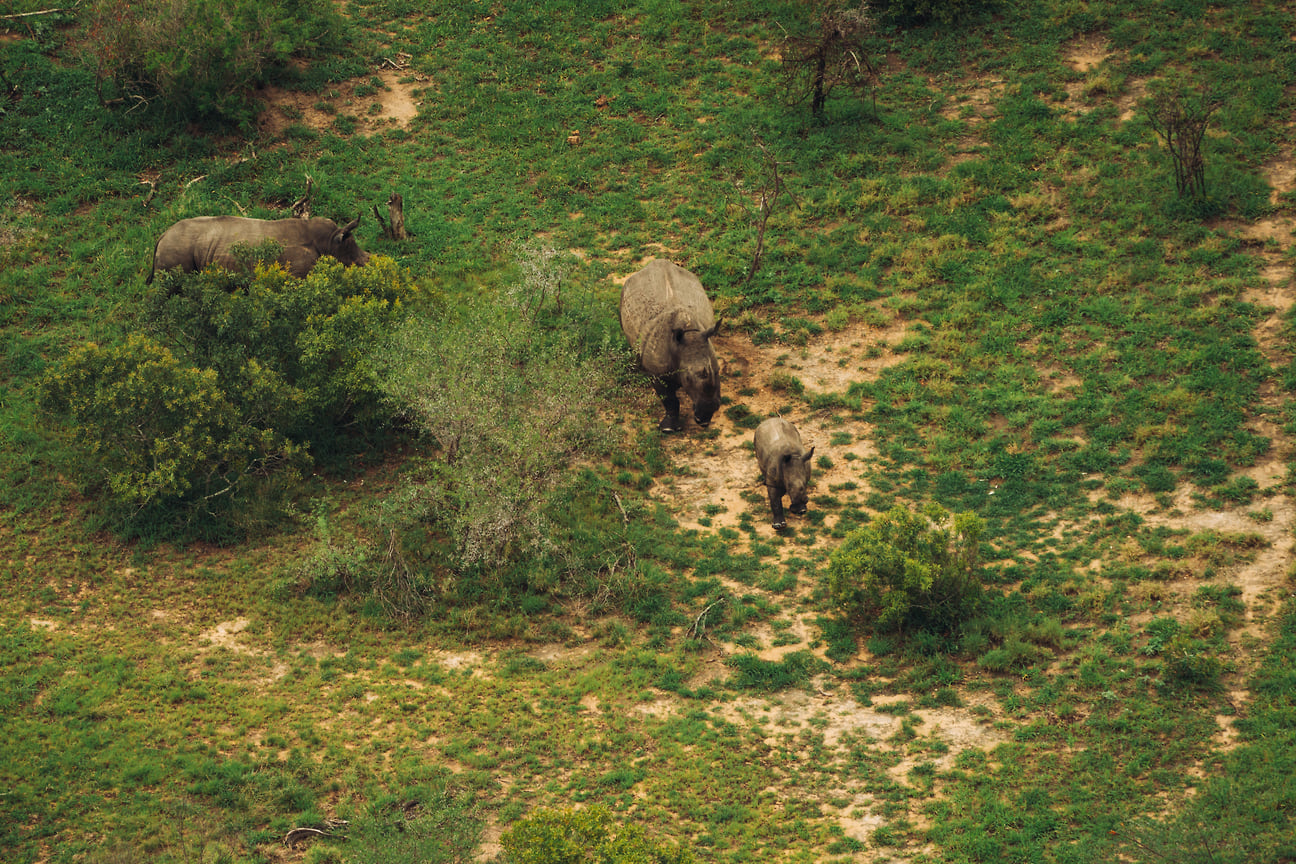 Два диких белых носорога с детенышем в Национальном парке Крюгера