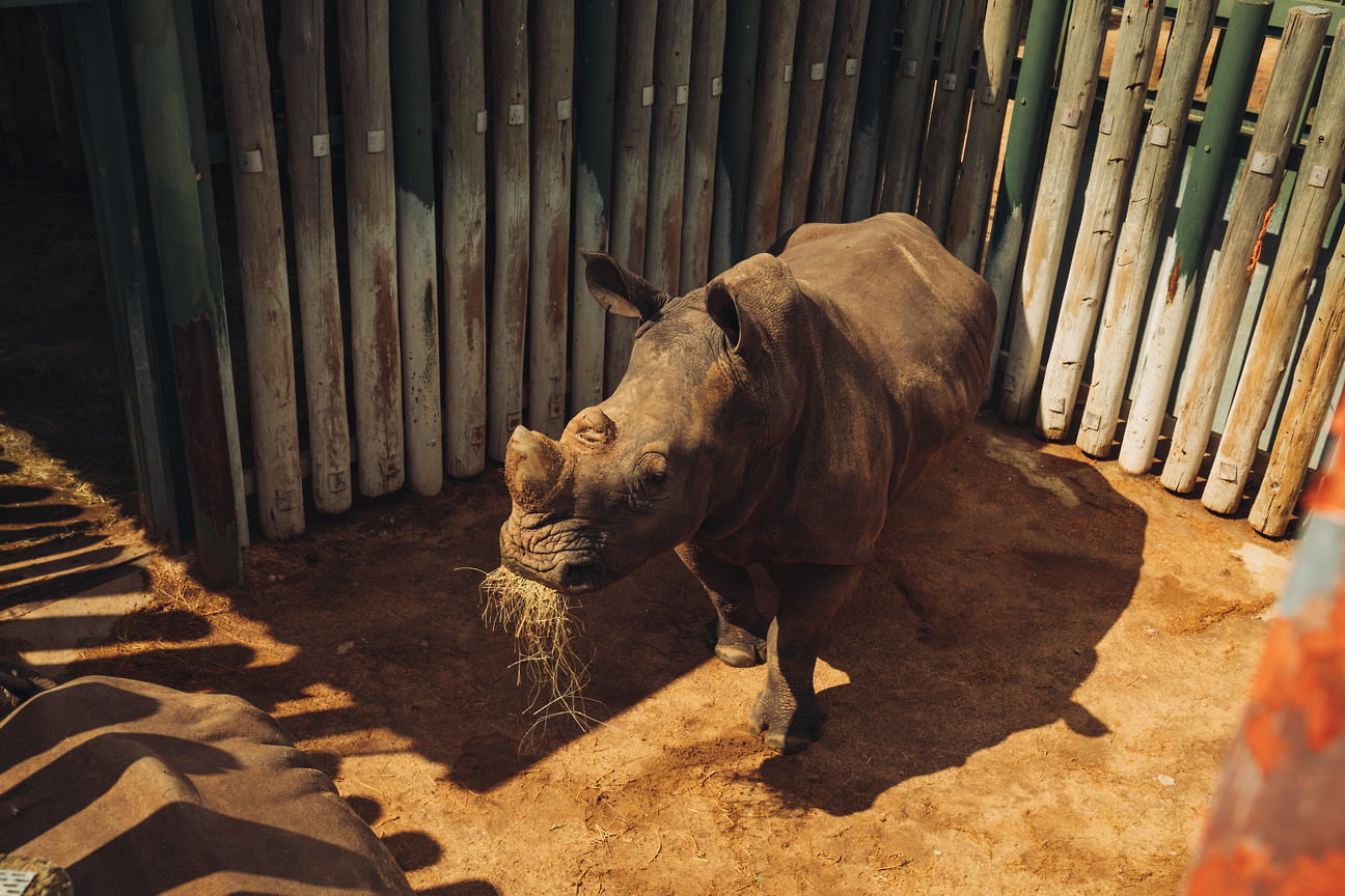 Спасенный осиротевший белый носорог в Rhino Bomas 
