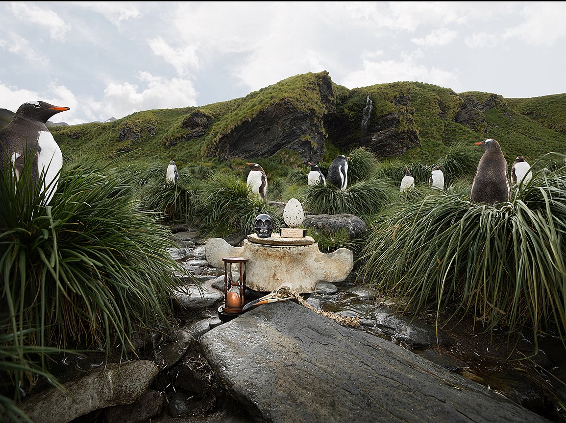 Субантарктические пингвины и яйцо бескрылой гагарки (Alca Impennic). Голд Харбор, Южная Георгия, Южный Атлантический океан, февраль 2014