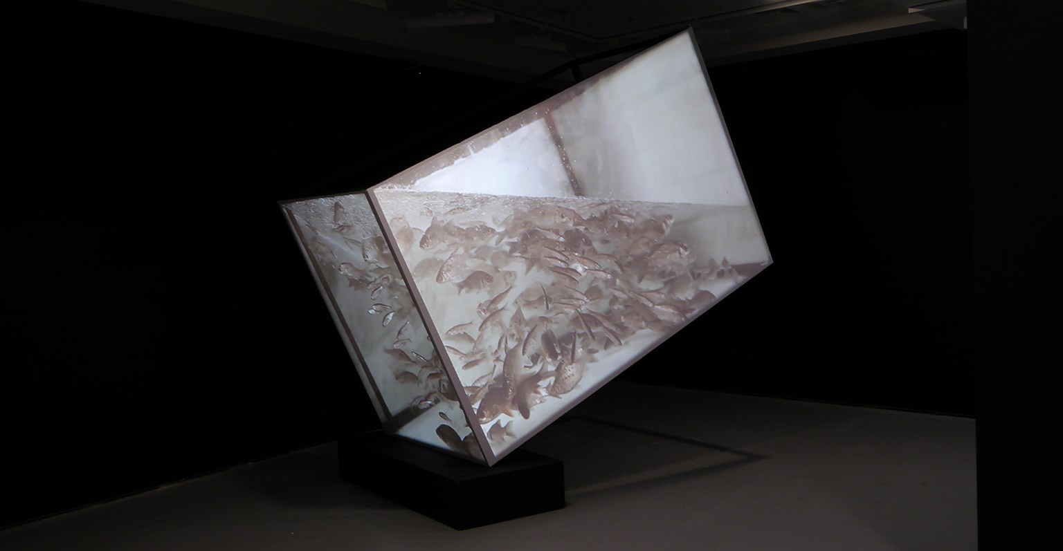 Дмитрий Булныгин, «Аквариум». 2015, инсталляция, видеомэппинг, звук 
