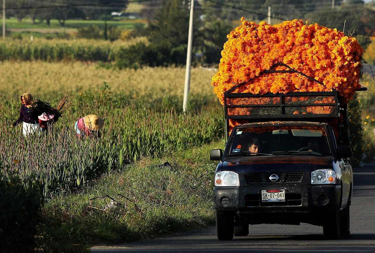 Грузовик, загруженный цветами бархатцами (мексиканская календула), проезжает мимо полей  возле Чолулы, в штате Пуэбла, Мексика.  Цветок используется в Мексике для празднования Деня мертвых. Из лепестков делают дорожки, направляющие души к алтарям