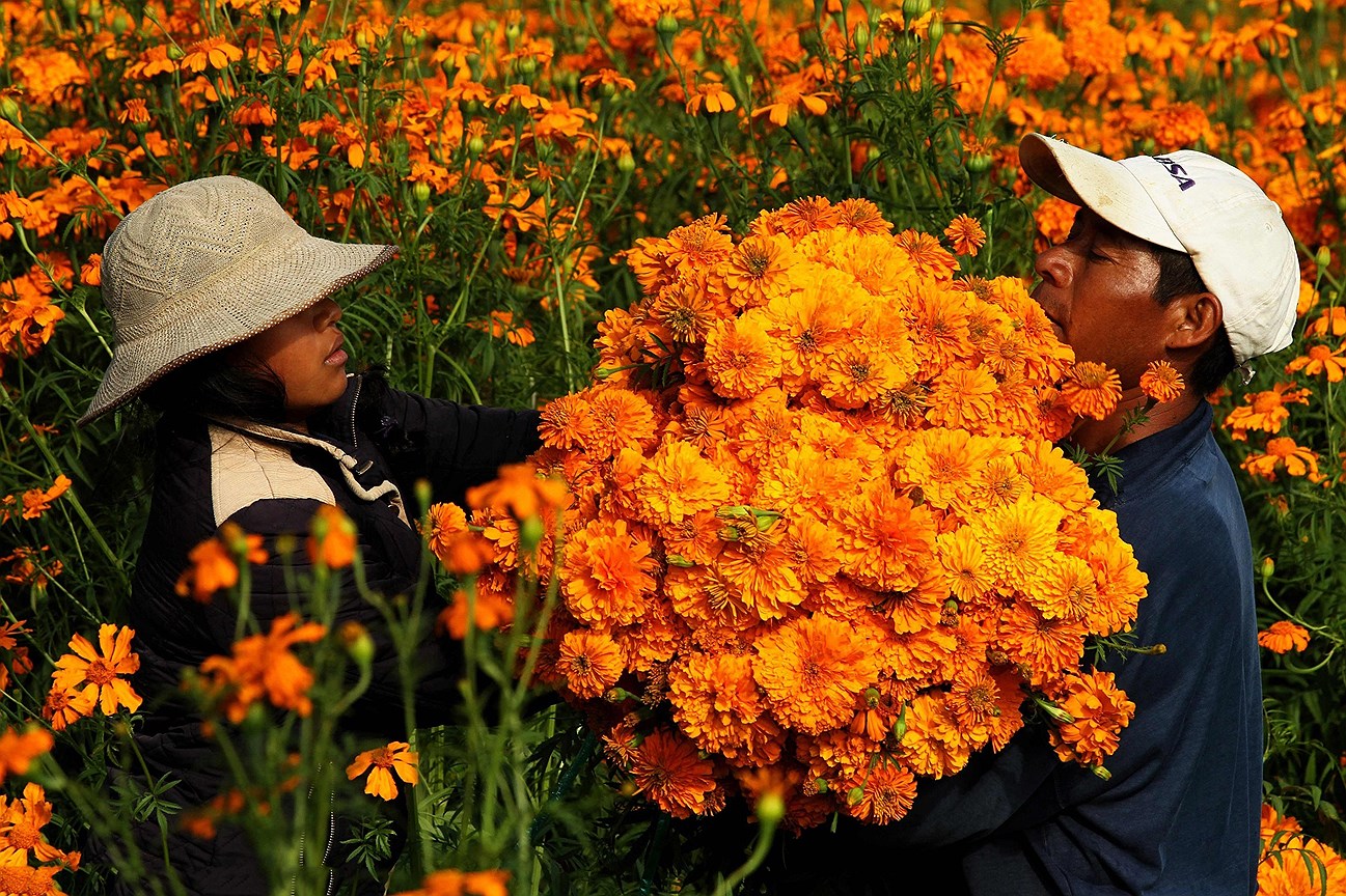 Крестьяне собирают цветы Бархатцы на полях возле Чолулы в штате Пуэбла