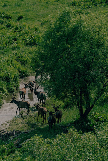 Парк маралов