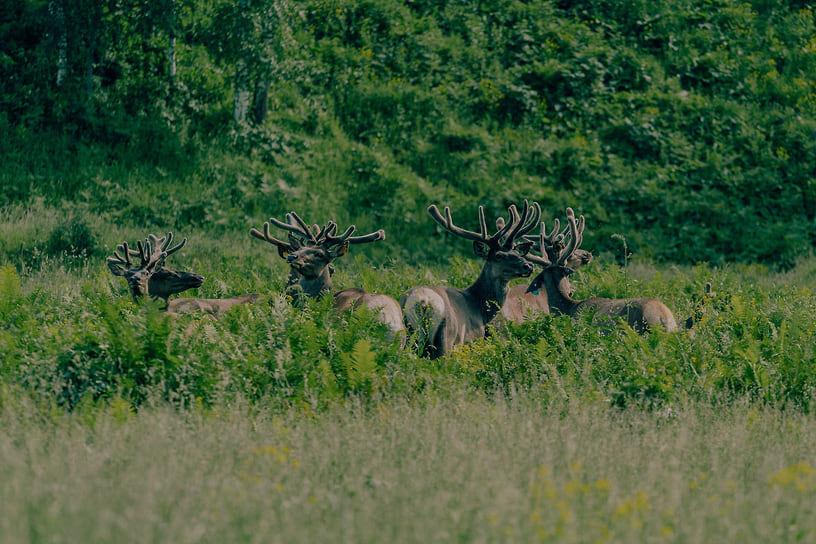 Парк маралов