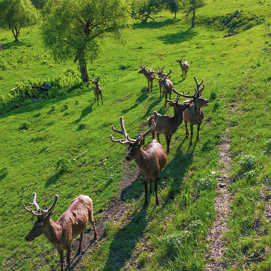 Парк маралов