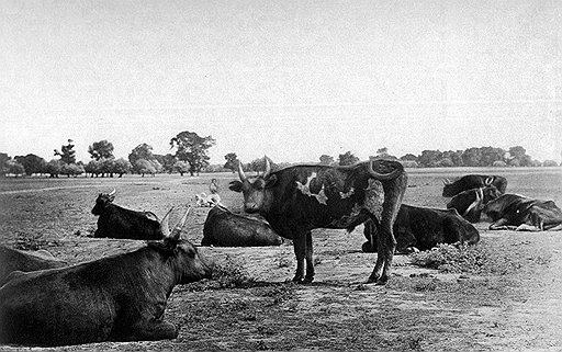 Мясоторговцы утверждали, что приход в Россию первой революции едва не привел к полному уходу с рынка крупного рогатого скота