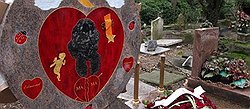После разграбления могилы черного пуделя администрация кладбища домашних животных была вынуждена его закрыть 