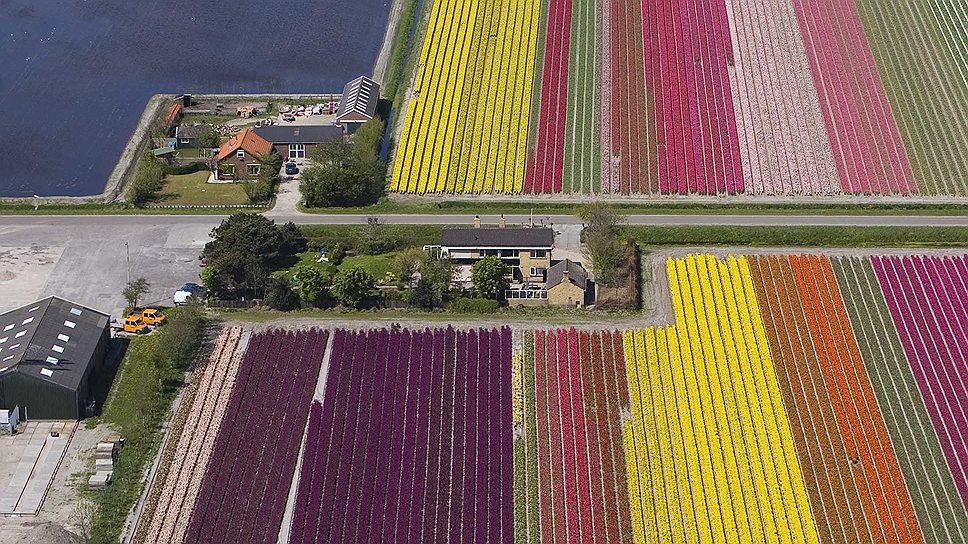 Тюльпаны не только символ Голландии, но и один из основных экспортных товаров 
