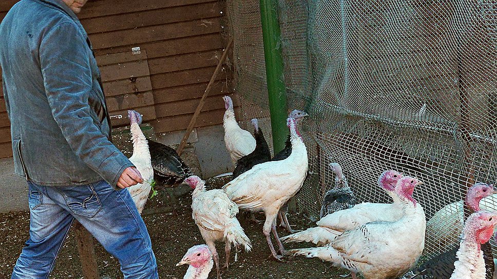 Курятник своими руками: пошаговые инструкции строительства птичников на 10 и 20 куриц