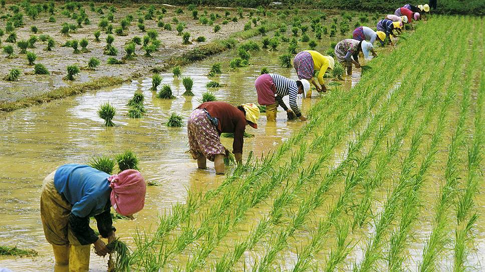 Сложное и трудоемкое рисовое земледелие воспитало в корейцах трудолюбие, коллективизм и уважение к технологиям 
