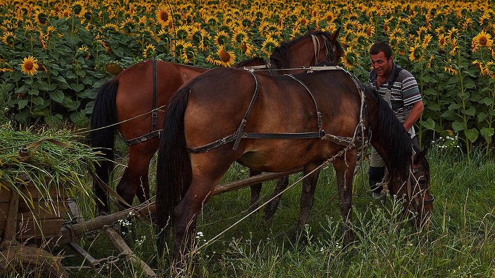 Аграрному сектору Молдавии необходимо серьезное технологическое перевооружение, чтобы появился шанс пробиться на европейский рынок 
