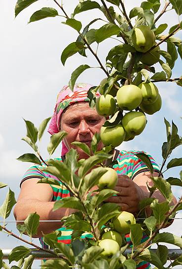 Большую часть молдавских яблок съедала России, и в этом году урожай решительно некуда девать 
