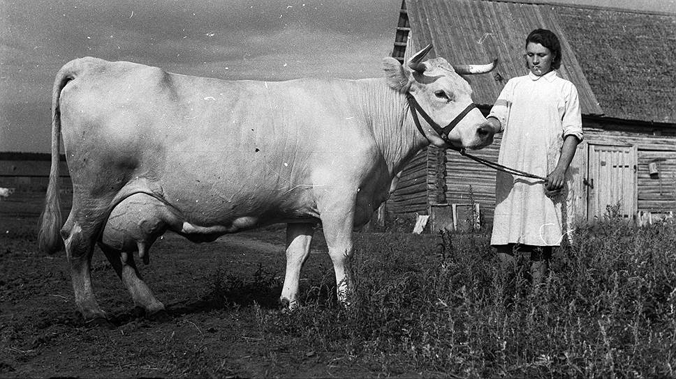 Костромская порода коров славилась на всю Россию 

