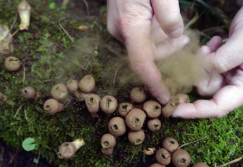 Вишневский умудряется отыскивать грибы повсюду — в траве, на стволах деревьев