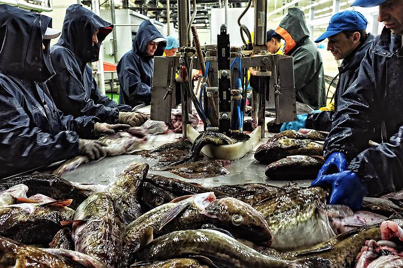 В России рыбу практически негде перерабатывать, но главное — не на чем ее везти