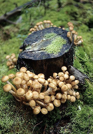 Опята - чуть ли не самые безопасные грибы: они растут на деревьях и питаются ими, а вредных веществ и радионуклидов там намного меньше, чем в почве