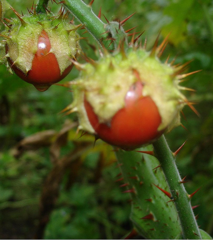 Паслен гулявниколистный (Solanum sisymbriifolium)