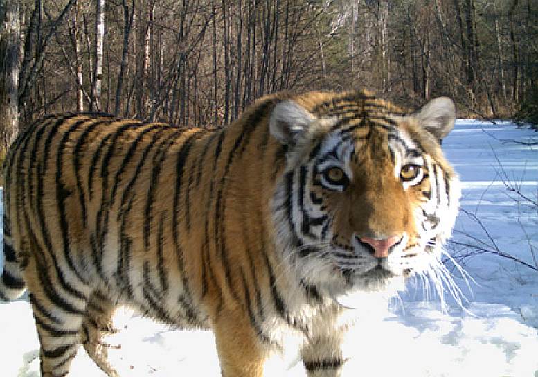Переселенная на новое место обитания тигрица делит территорию с другими хищниками