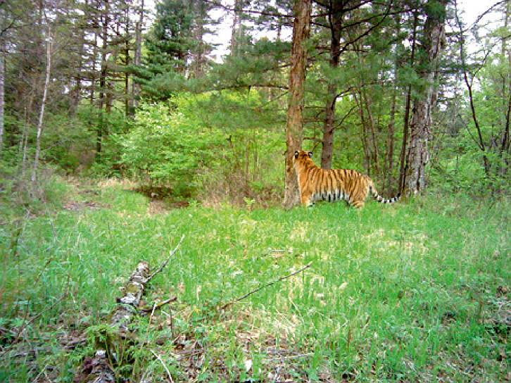 Животные получают информацию друг о друге через запахи: и тигрица, и олени последовательно нюхают меточное дерево