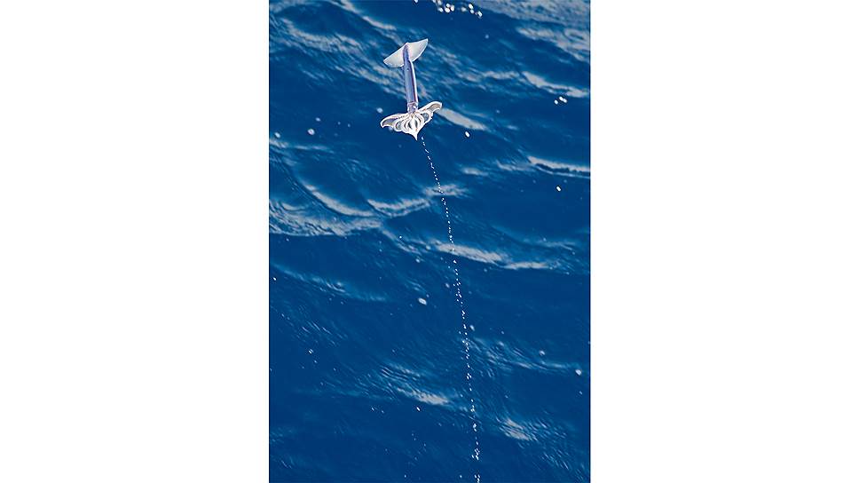 Летающий кальмар имеет размер небольшой селедки, но способен залететь на палубу океанского лайнера
