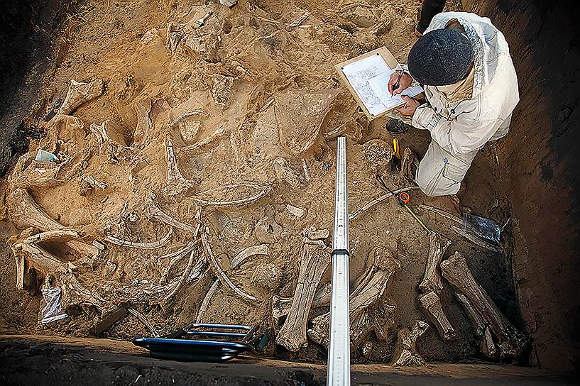 Фиксация материалов: среди останков мамонтов были найдены и предметы, изготовленные древним человеком 
