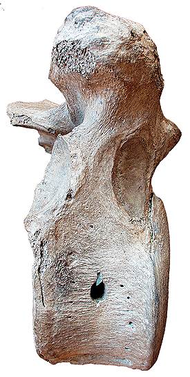 Позвонок мамонта, пробитый костяным наконечником, с гигантского кладбища Луговское в устье Иртыша  