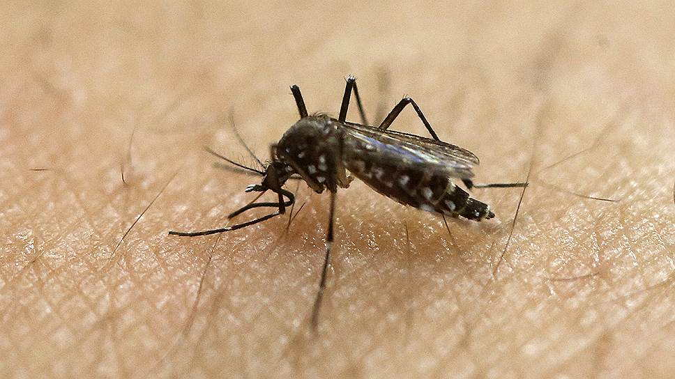 В средней полосе России для комаров, переносящих вирус Зика, слишком холодно 
