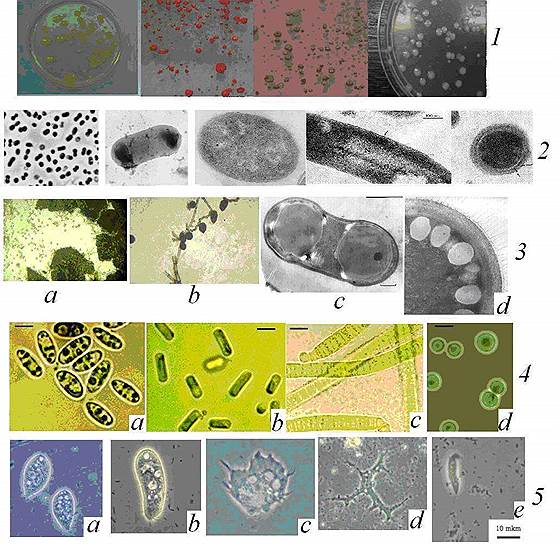Биологические объекты, выявленные в мерзлых породах. 1 -- колонии микроорганизмов; 2 -- бактерии; 3 -- грибы (a, b) и дрожжи (c, d); 4 -- зеленые водоросли (a, b) и цианобактерии (c, d); 5 -- простейшие (a, b -- амебы, c, d -- инфузории, e -- жгутиконосцы) 
