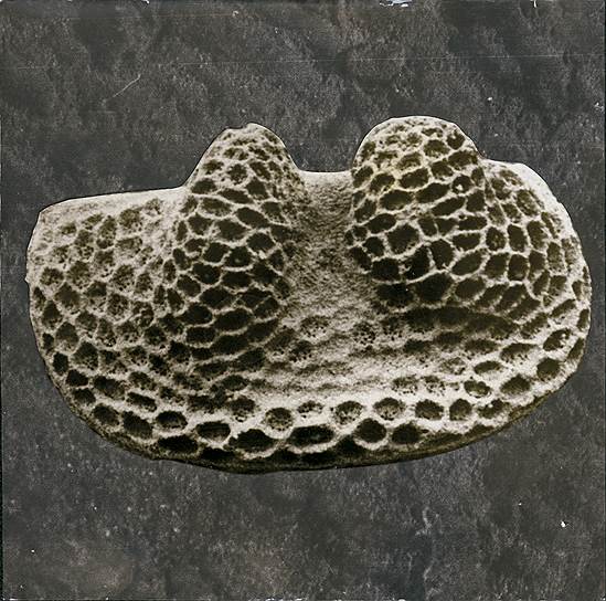 Раковинный рачок-остракода климфорес под электронным микроскопом. Средний ордовик, Балтоскандия 
