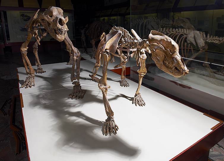 Скелеты пещерных медведей, плейстоцен, окрестности Одессы и Краснодара 
