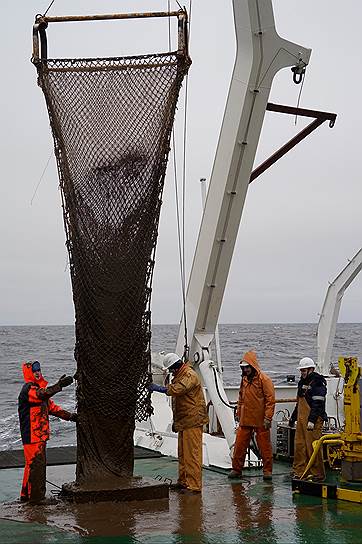 С помощью трала Сигсби исследуется морская донная фауна