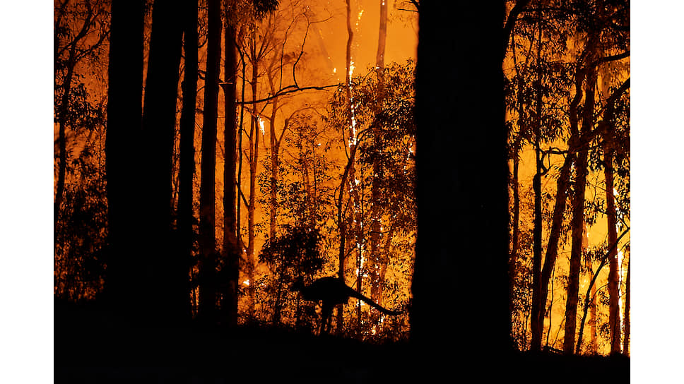Австралия и так-то не очень лесной материк (ими покрыто менее пятой части территории), да еще 13,5% этих лесов сгорело в череде пожаров конца прошлого — начала нынешнего года