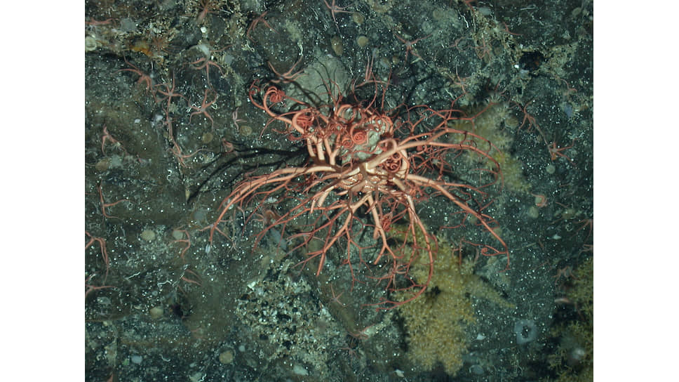 Ветвистая офиура («голова Горгоны») и кораллы на подводной горе в Северной Атлантике, глубина 1200 м