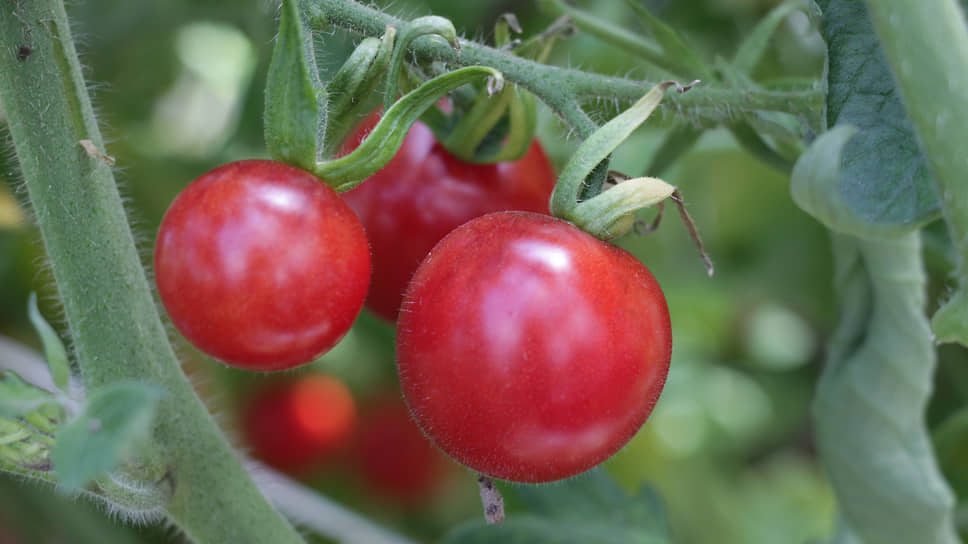 Томат (Solanum lycopersicum L., 1753). Коллекция генетических ресурсов овощных культур