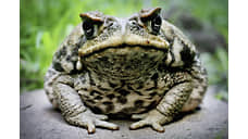 Австралийская жаба-гигант: была ли научная сенсация