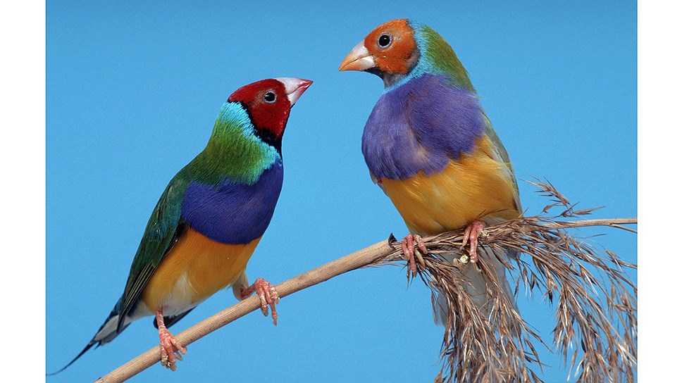 Какой эволюционный процесс влияет на птичий окрас