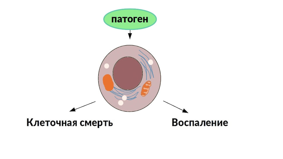 Защитные белки-интерфероны запускают передачу сигналов при попадании в организм инфекции и определяют решение клеток: запуск воспалительного процесса или смерть клеток