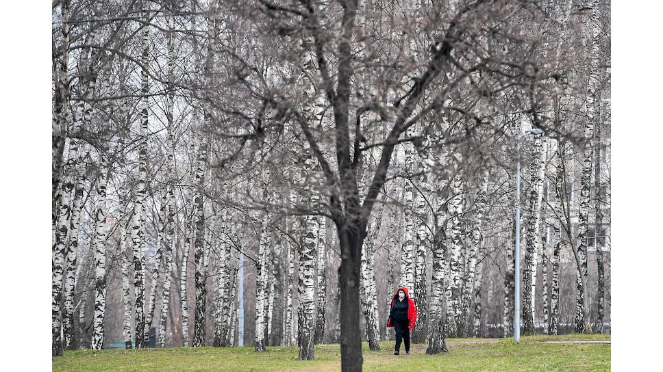 Пыльца этого дерева — основной российский аллерген