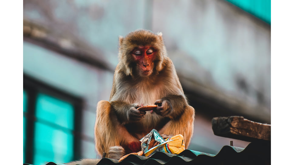 Как бабуины помогут людям с пищеварением