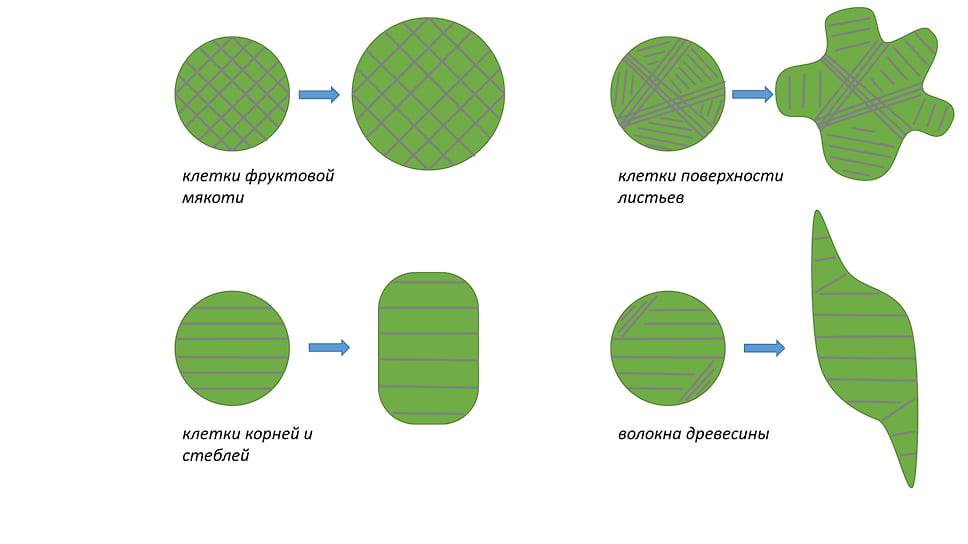 Рисунок 2. Влияние ориентации микрофибрилл целлюлозы на форму, приобретаемую растительной клеткой в ходе роста. Микрофибриллы показаны серым, клетки — зеленым