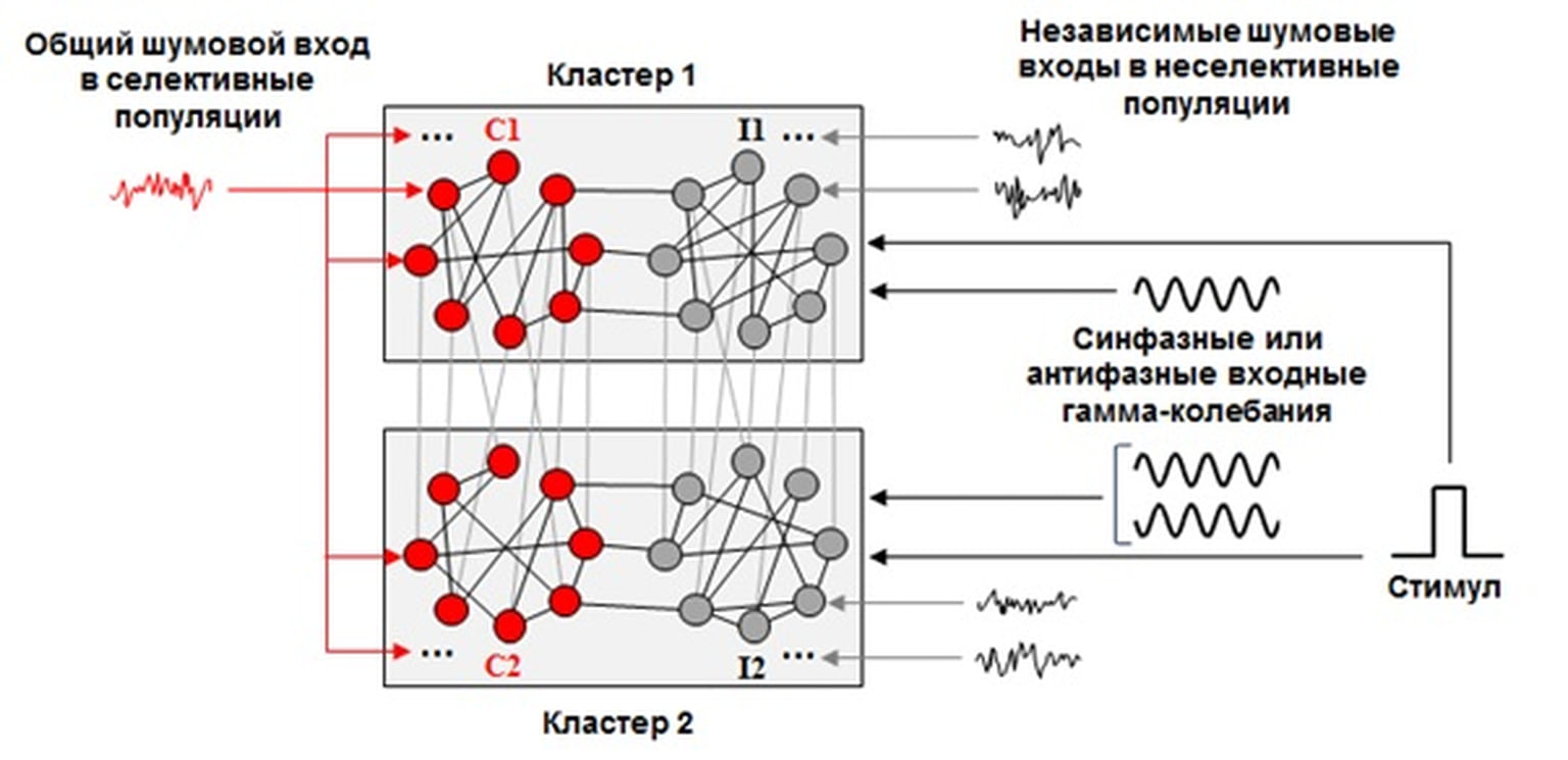 Рис. 1. Распределенная модель рабочей памяти. Кружками обозначены популяции нейронов, линии между ними — симметричные возбуждающие связи. Красные популяции (селективные) получают на вход общий шумовой сигнал, серые (неселективные) — независимые шумовые сигналы. Популяции сгруппированы в два кластера, получающих на вход синфазные или антифазные гамма-колебания. Стимул для запоминания подается на вход всех популяций