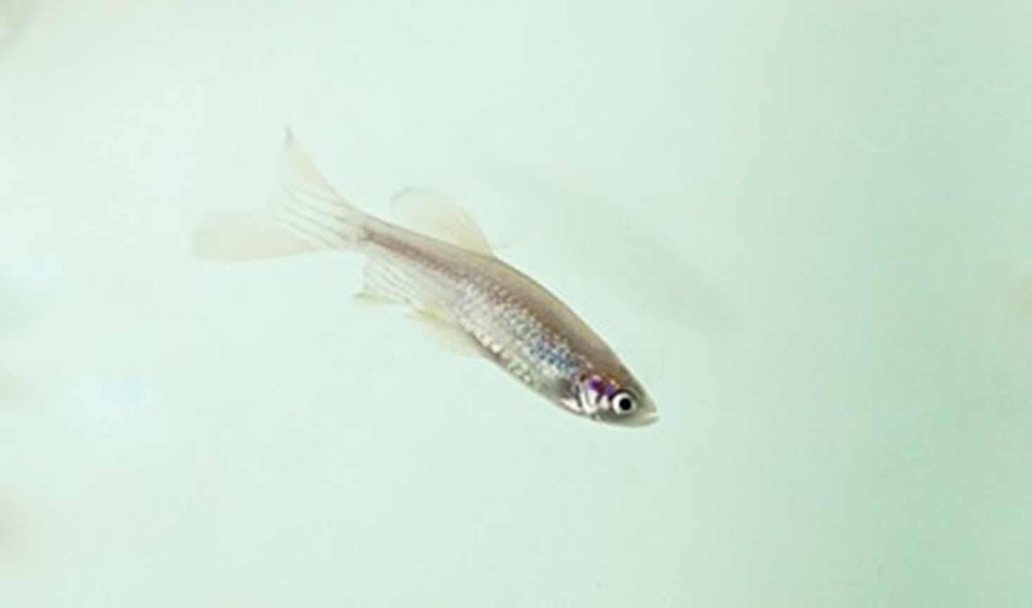 Одна из типичных лабораторных линий рыб зебраданио (zebrafish, Danio rerio)