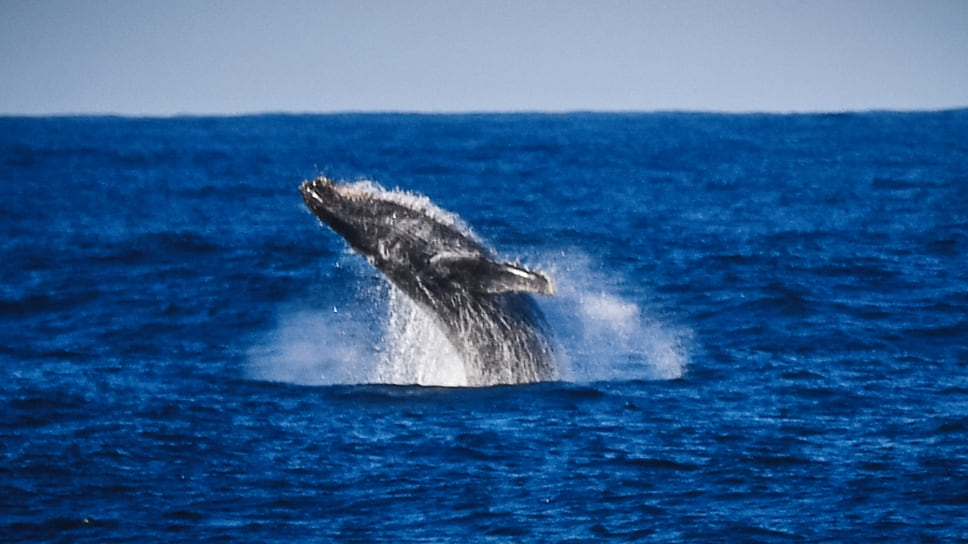 Как умный буй помогает китам